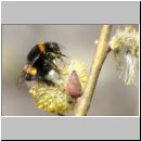 Bombus terrestris - Erdhummel koenigin 03.jpg